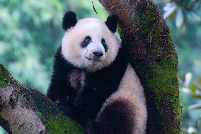 Giant Pandas Play at Chongqing Zoo