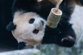 Giant Pandas Play at Chongqing Zoo