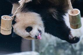 Giant Pandas Play at Chongqing Zoo