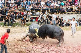 Bullfight