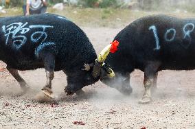 Bullfight