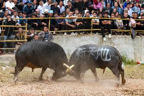 Bullfight