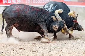 Bullfight