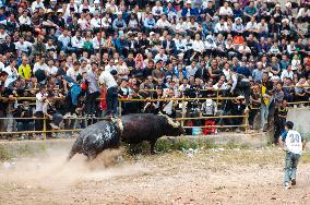 Bullfight