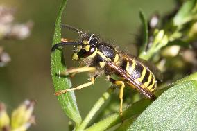 Eastern Yellow Jacket Wasp