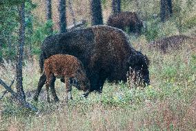 American Bison