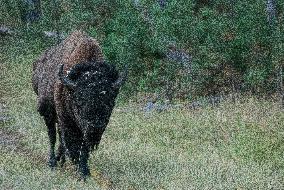 American Bison