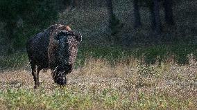 American Bison