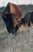 American Bison