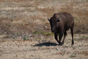 American Bison