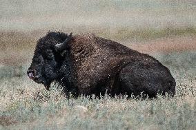 American Bison