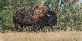 American Bison