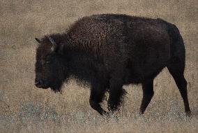 American Bison