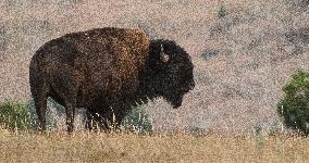 American Bison