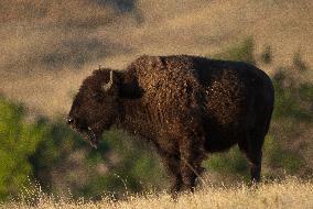 American Bison