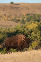 American Bison