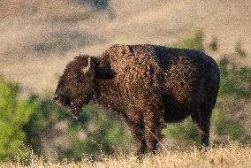 American Bison