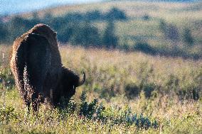 American Bison