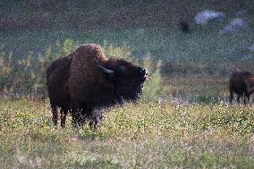 American Bison