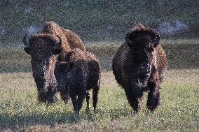 American Bison