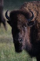 American Bison