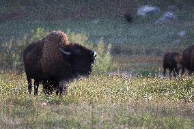 American Bison