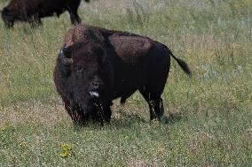 American Bison