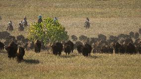 American Bison