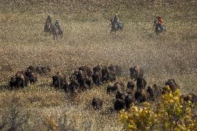 American Bison