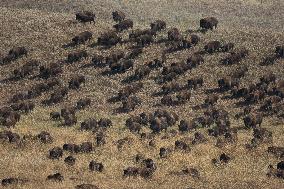 American Bison