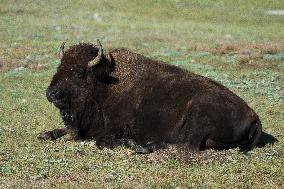 American Bison