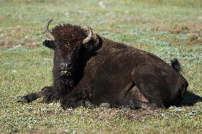 American Bison