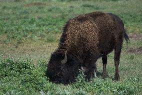 American Bison