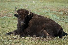 American Bison