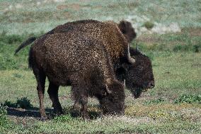 American Bison