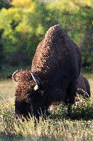 American Bison