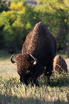 American Bison