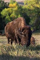 American Bison