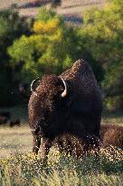 American Bison