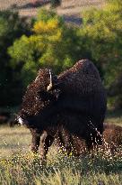 American Bison