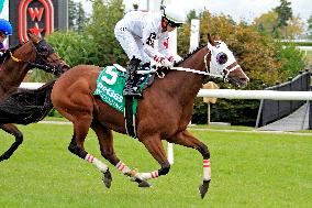 Thoroughbred Horse Racing At Woodbine Racetrack - October 13, 2024