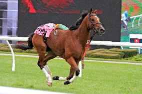 Thoroughbred Horse Racing At Woodbine Racetrack - October 13, 2024