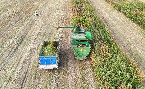 Corn Harvest in Binzhou