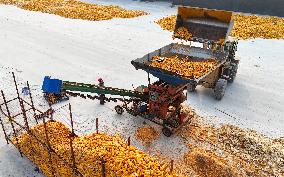 Corn Harvest in Binzhou