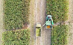 Corn Harvest in Binzhou