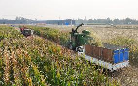 Corn Harvest in Binzhou