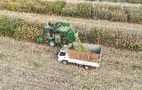 Corn Harvest in Binzhou