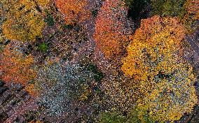 Autumn colours in Helsinki