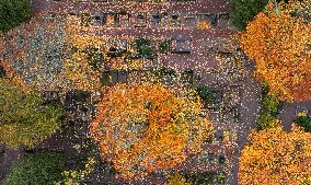 Autumn colours in Helsinki