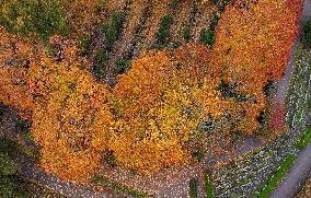 Autumn colours in Helsinki